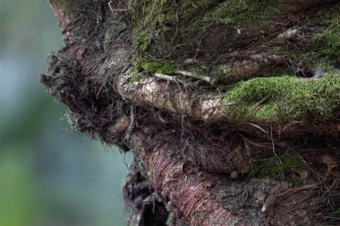 Doğanın Güzelliği, Taze Yeşil yosun deseni ve dokusu