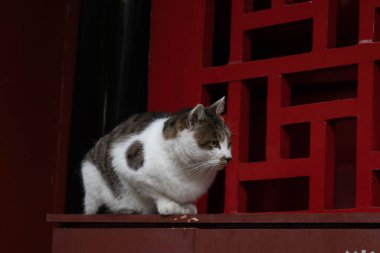 Komik, meraklı bir kedi bir şeye bakıyor.