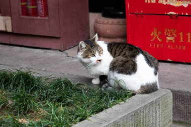 Bir şeye bakan meraklı bir kedi.