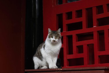Bir şeye bakan meraklı bir kedi.