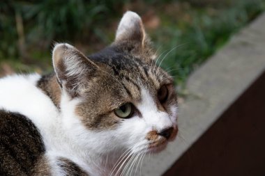 Komik, meraklı bir kedi kameraya bakıyor.