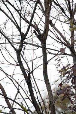 Sonbahar yaprakları kırmızıya döner ve sonra ağaç dalları yapraksız kalır.