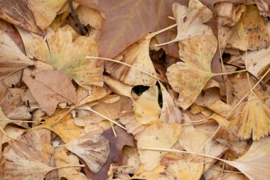 Sonbahar Konsepti, Dağdaki sarı yaprakların manzarası