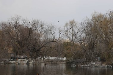 Pekin Hayvanat Bahçesi Baharı, Pekin Hayvanat Bahçesi, Konum, Pekin Çin Tarihi: 20 Mart 2024