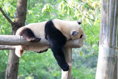 Işının üzerinde uyuyan panda, Panda cenneti, Çin