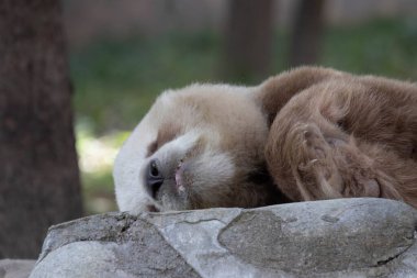 Komik Uyuyan Kahverengi Panda, Qi Zai, Louguantai Vahşi Hayvan Merkezi