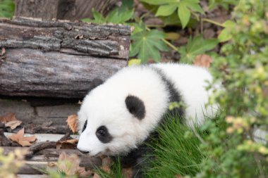 Küçük pofuduk panda yeşil bahçede sürünmeyi öğreniyor, Chengdu Panda üssü.