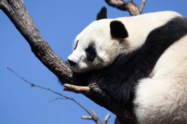 Dişi Panda, Bai Tian, Pekin Hayvanat Bahçesi 'ndeki yüksek ağaçta uyuyor.