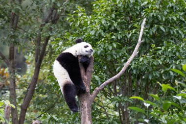 Küçük Panda Yüksek Ağaçta Eğleniyor