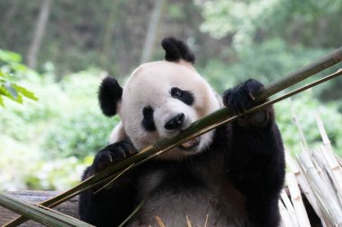 Tatlı dişi panda, Fei Fei, Bambu yiyor.