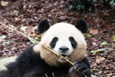 Tatlı Dişi Panda, Mei Lan nam-ı diğer Rou Rou, Bambu Vurdu