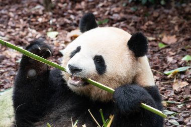 Tatlı Dişi Panda, Mei Lan nam-ı diğer Rou Rou, Bambu Vurdu