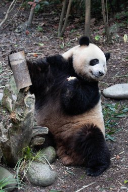 Tatlı Dişi Panda, Mei Lan nam-ı diğer Rou Rou, Bambu Vurdu