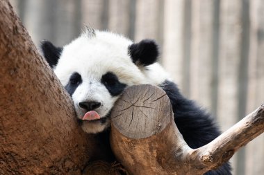 Komik küçük panda, uyurken dilinden sarkıyor.