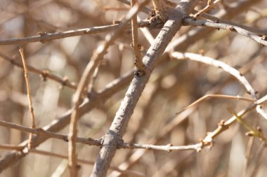 Yapraksız dalların biçiminin ve dokusunun güzelliği