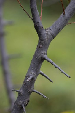 Yapraksız dalların biçiminin ve dokusunun güzelliği