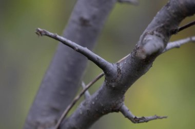Yapraksız dalların biçiminin ve dokusunun güzelliği