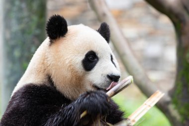 Güney Kore 'den gelen dişi panda Fu Bao' nun komik pozu.