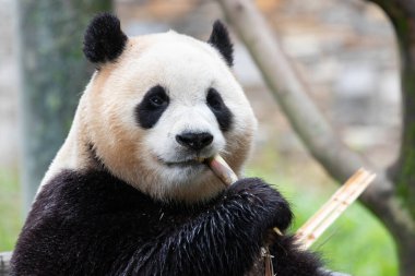 Güney Kore 'den gelen dişi panda Fu Bao' nun komik pozu.