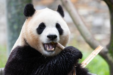 Güney Kore 'den gelen dişi panda Fu Bao' nun komik pozu.