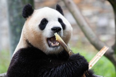 Güney Kore 'den gelen dişi panda Fu Bao' nun komik pozu.