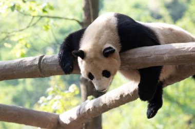 Dev Panda Kirişin üzerinde Uyuyor, Panda Cenneti, Çin