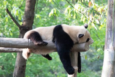 Dev Panda Kirişin üzerinde Uyuyor, Panda Cenneti, Çin