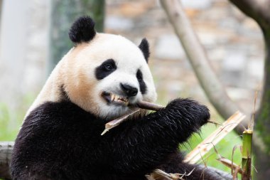 Fu Bao, Panda Güney Kore 'den döndü, Bambu Vuruşu, Wolong Panda Üssü' nü yedi.