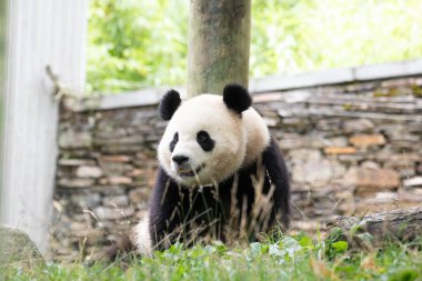 Bao Li, Komik ve Oyuncu Panda, Wolong Panda Üssü