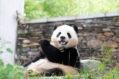 Bao Li, Komik ve Oyuncu Panda, Wolong Panda Üssü