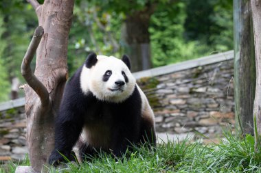 Bao Li, Komik ve Oyuncu Panda, Wolong Panda Üssü