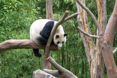 Tatlı dişi Panda, Rui Rui, Ağacın üzerinde dinleniyor, Wolong Panda üssü, Çin