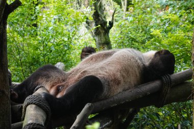 Ahşap yapıda uyuyan panda komik duruşu ile, Chengdu Panda Üssü, Çin