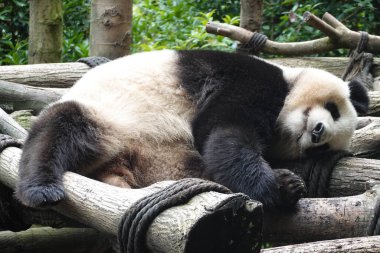 Ahşap yapıda uyuyan panda komik duruşu ile, Chengdu Panda Üssü, Çin