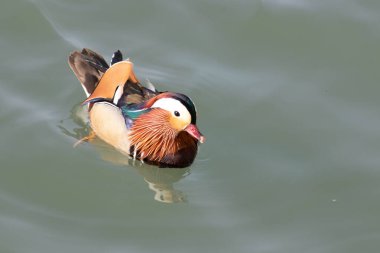 Güzel ve renkli Mandarin Ördeği gölde yüzüyor