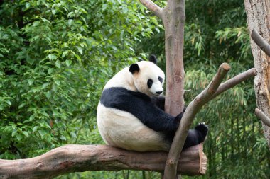 Tatlı dişi Panda, Rui Rui, ağaçta dinleniyor.