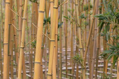 Sarı bambu ağaçlarını, altın bambu çit bitkilerini, Phylostachys aureocaulis 'i kapatın.