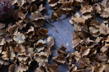 Kurumuş çalısöğüt çiçekleri, kırsal arka planda Combretumlar