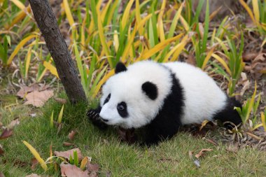 Yeşil Yard 'da emekleyen küçük panda, Chengdu Panda Üssü