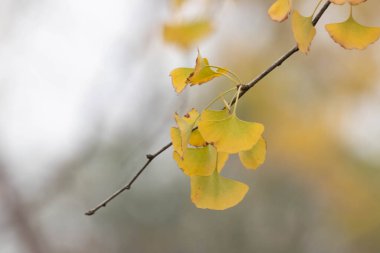 Gingko yaprakları sonbaharda parkın her yerinde sararır.