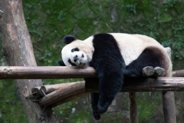 Pofuduk Uyuyan Panda ahşap yapısında, Chongqing, Çin