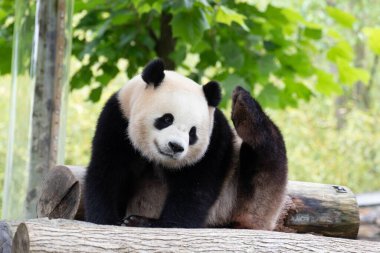 Clsoe Sweet Panda, Bao Li, Shenshuping, Wolong Panda üssü, Çin