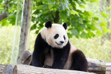 Clsoe Sweet Panda, Bao Li, Shenshuping, Wolong Panda üssü, Çin