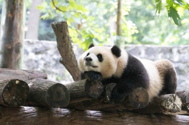 Mutlu Panda, Qing Bao, Çin 'in Panda Cenneti' ndeki ahşap yapının üzerinde uyuyor.
