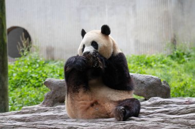 Kapatın Sweet Panda Güney Kore 'den döndü, Fu Bao, Shenshuping, Wolong Panda üssü, Çin