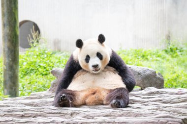 Kapatın Sweet Panda Güney Kore 'den döndü, Fu Bao, Shenshuping, Wolong Panda üssü, Çin