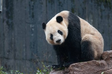 Kayanın üzerinde oturmuş, kameraya bakıyor, Çin