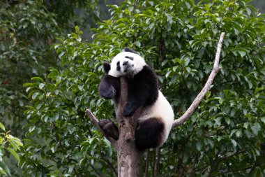 Tüylü Küçük Panda yüksek ağaçta olmayı sever, Shenshuping, Wolong Panda Üssü, Çin