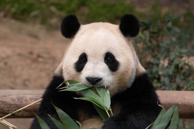 Tatlı dişi Panda Fu Bao, bambu yaprakları yiyor, Güney Kore