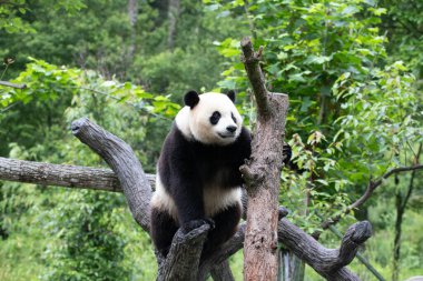 Amerika 'dan Şirin Erkek Panda, Xiao Qi Ji, Shenshping, Wolong Panda Üssü, Çin